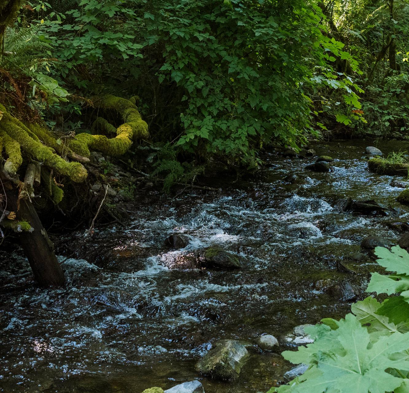 A photo of Goldstream River.