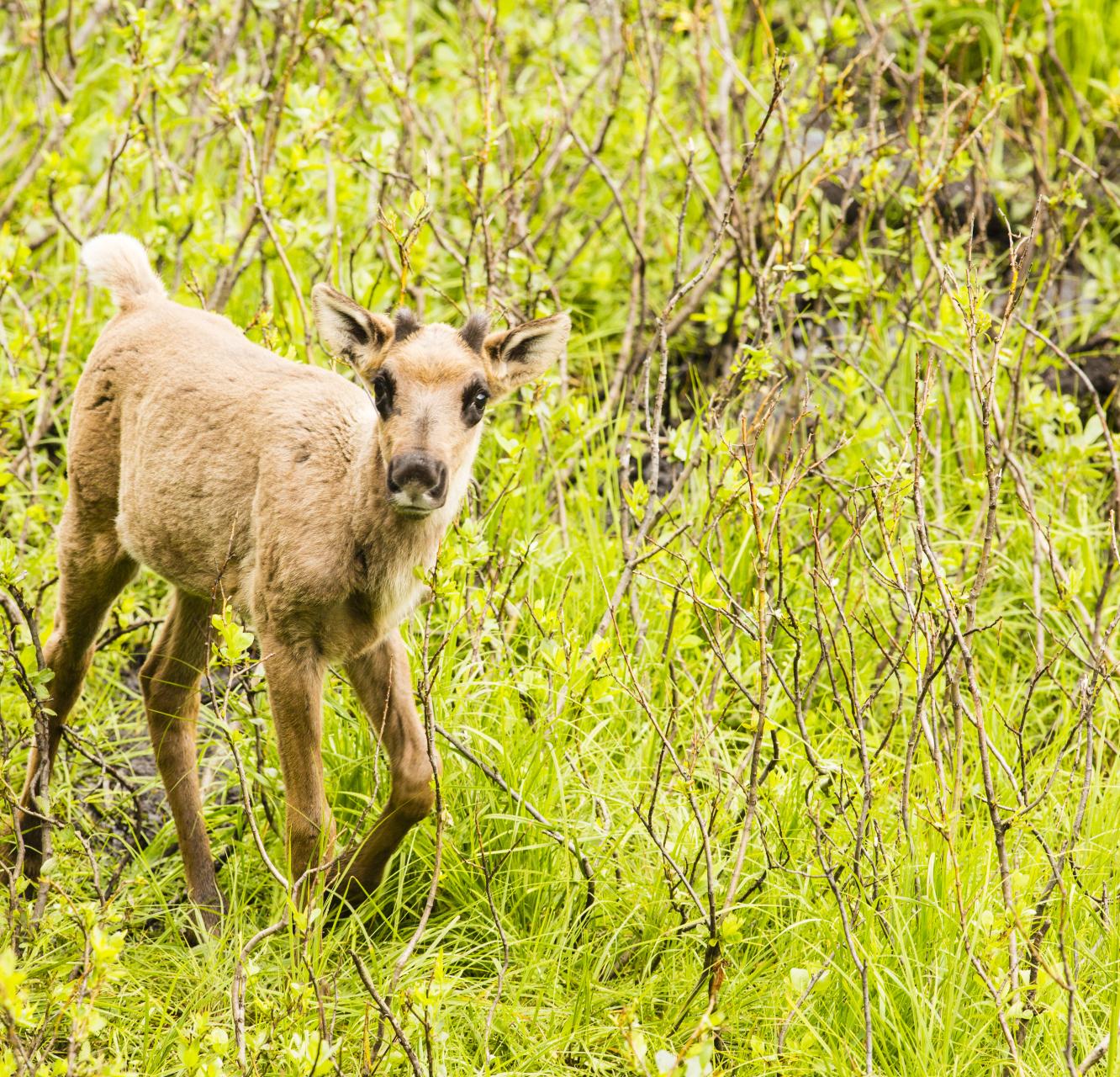 a small baby southern mountain caribou stands in a grassy spring field