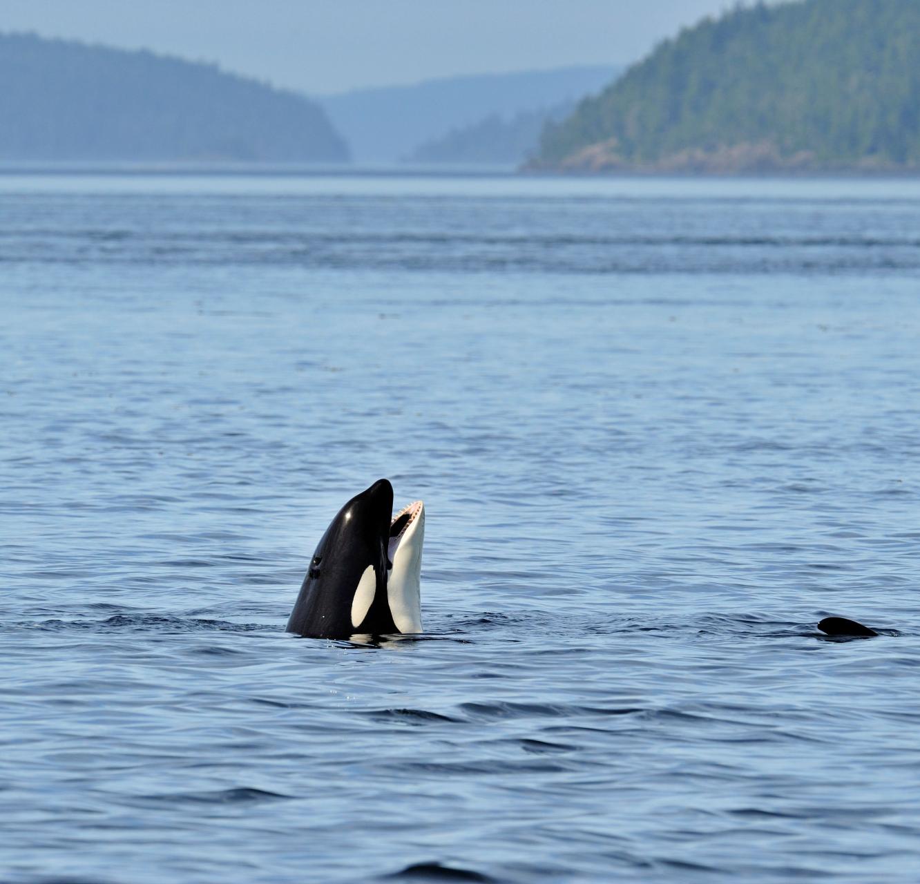 orca