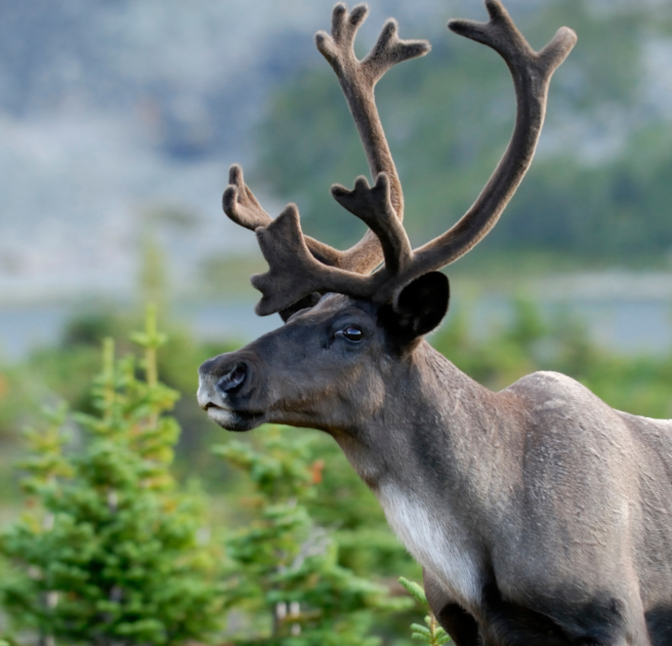 A southern mountain woodland caribou walking in alpine tundra, Jasper National Park, Alberta, Canada.