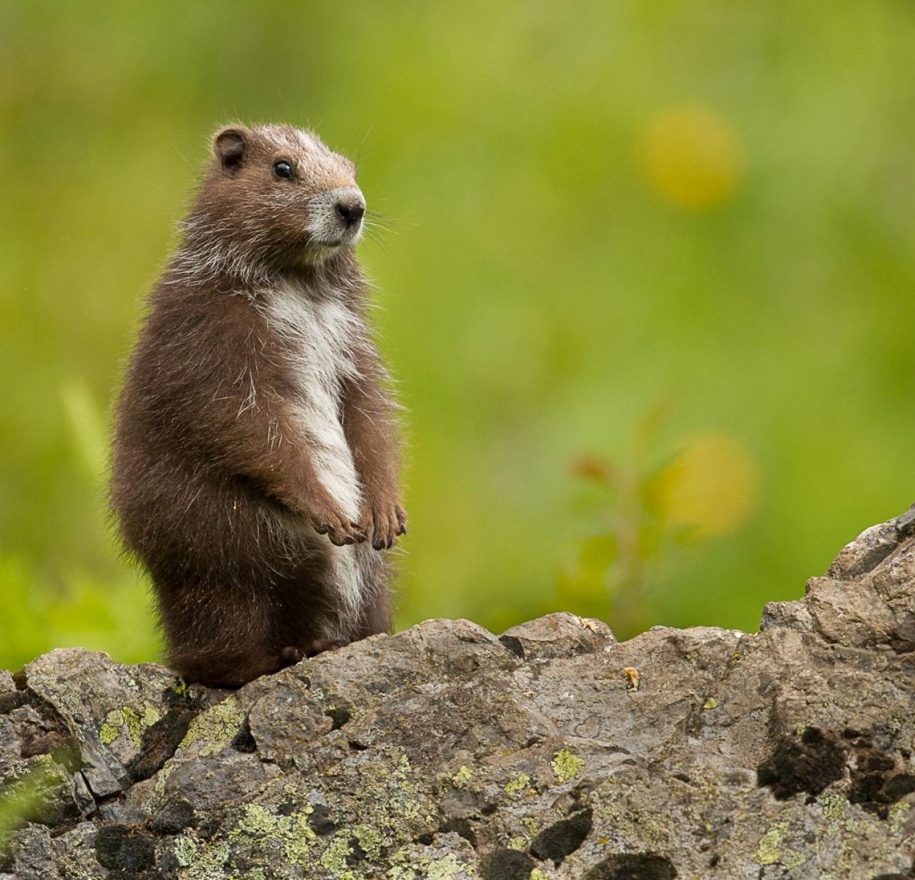 Marmot perched on a rock looking at the camera.