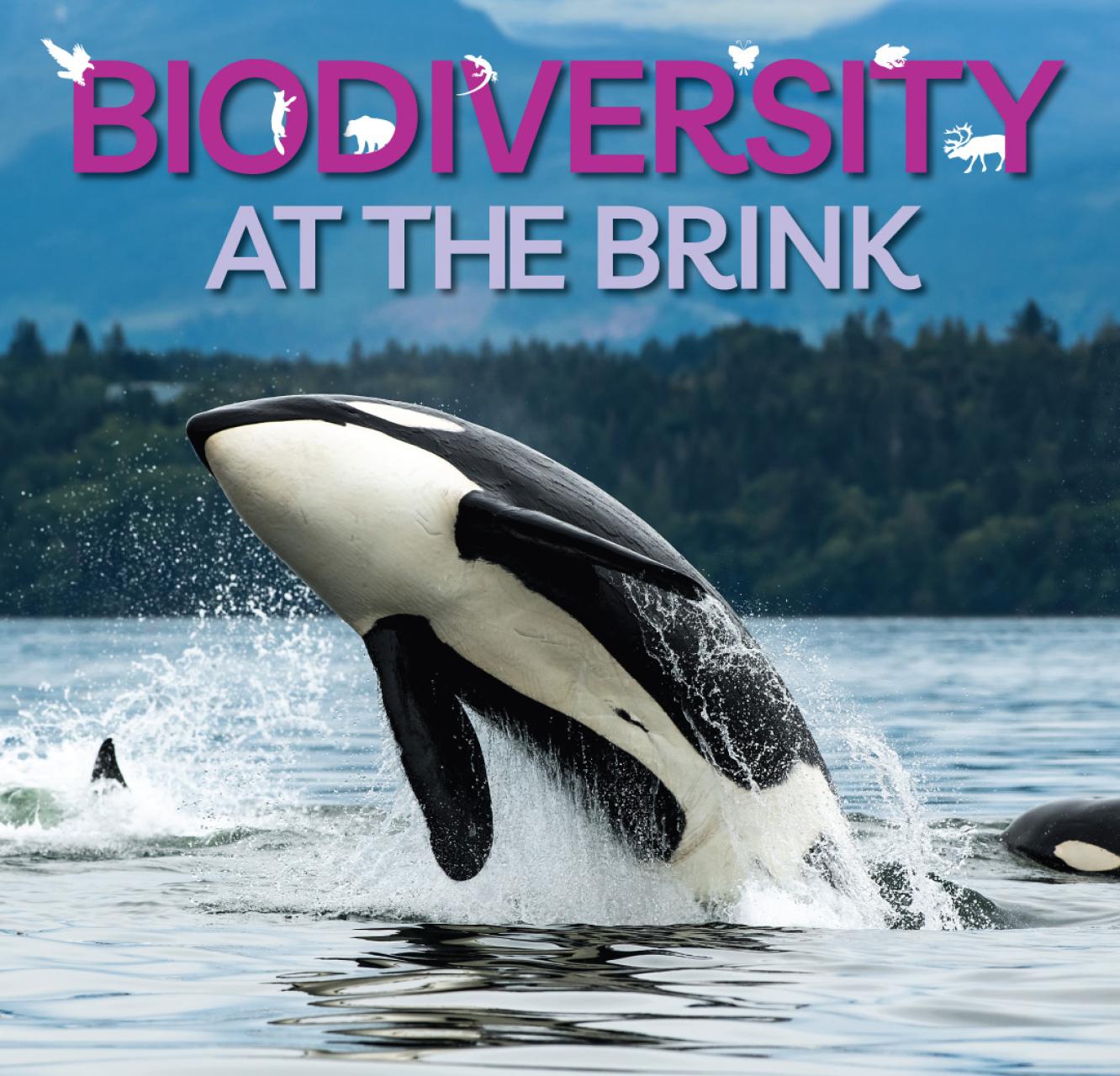 A Killer whale breaching with members of its pod nearby