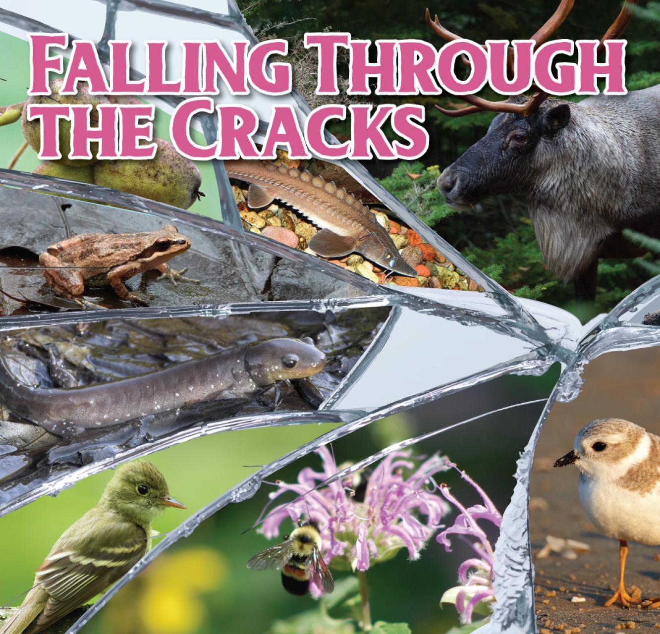 Images of at-risk species shown through pieces of broken glass