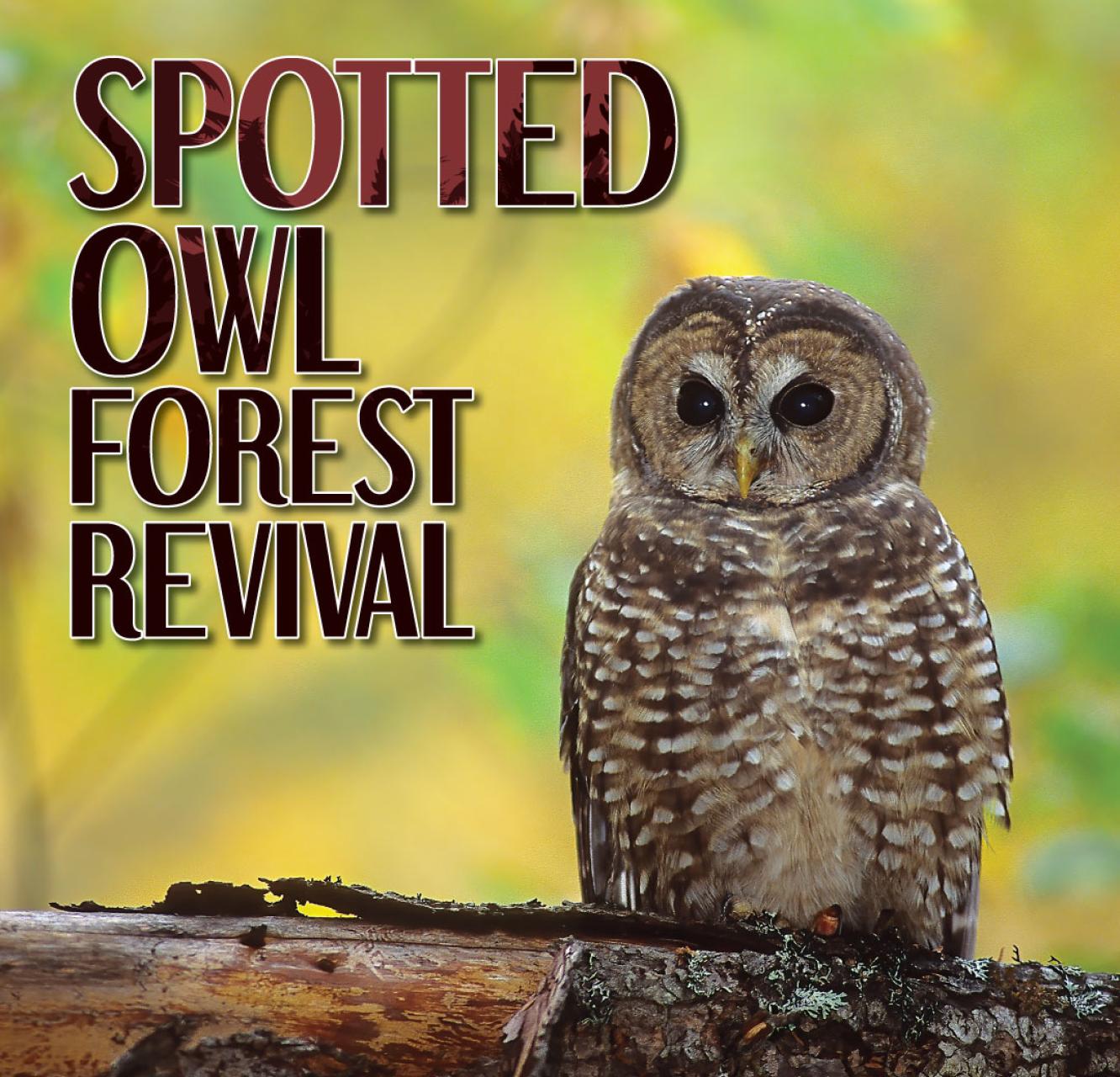 Northern spotted owl perched on a log