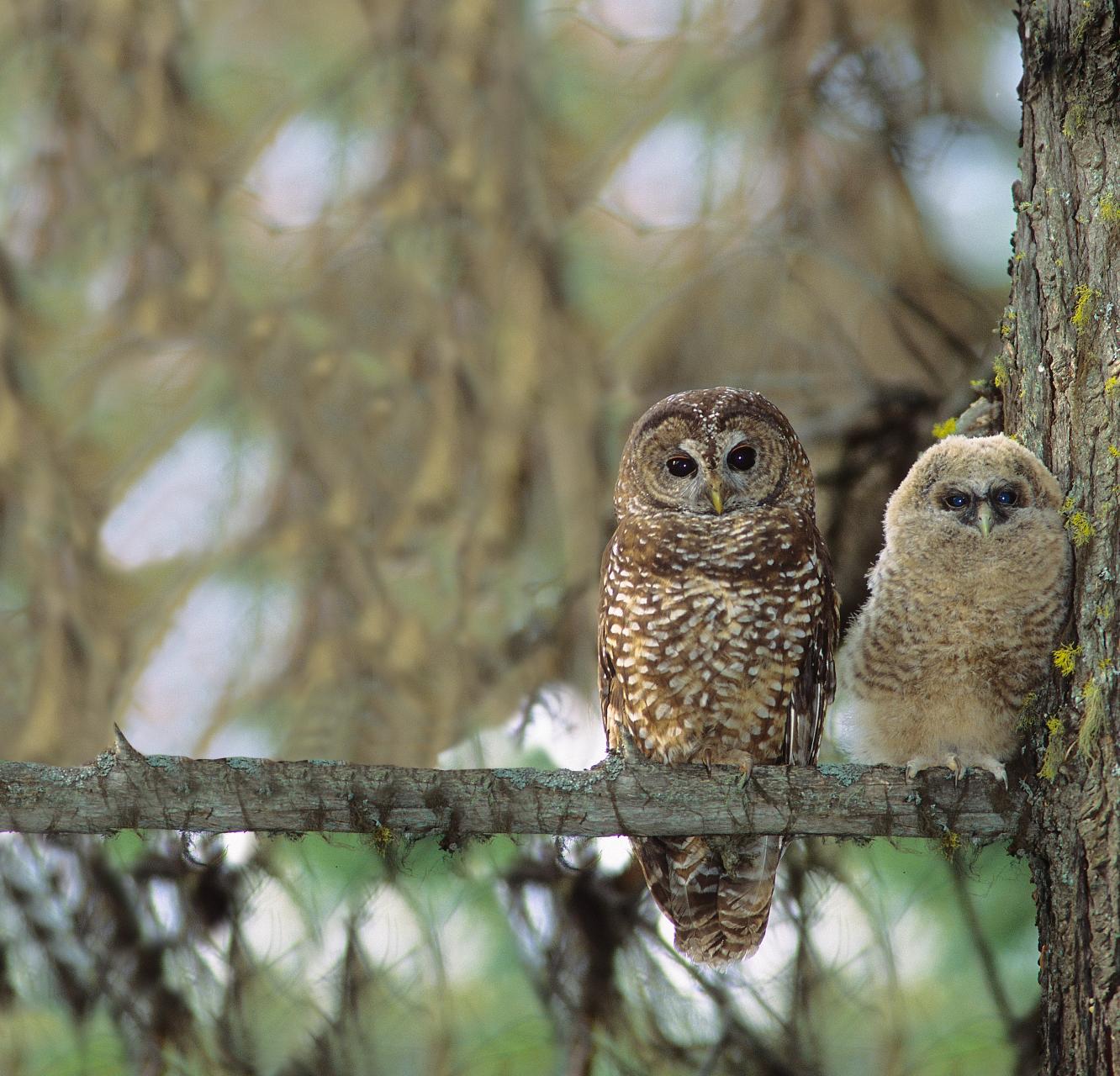Two spotted owls perched on tree branch.