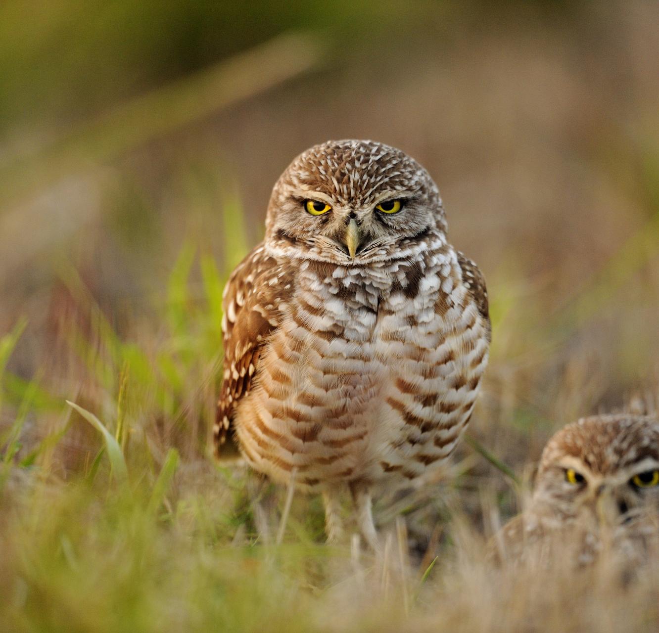 Two burrowing owls in the grass