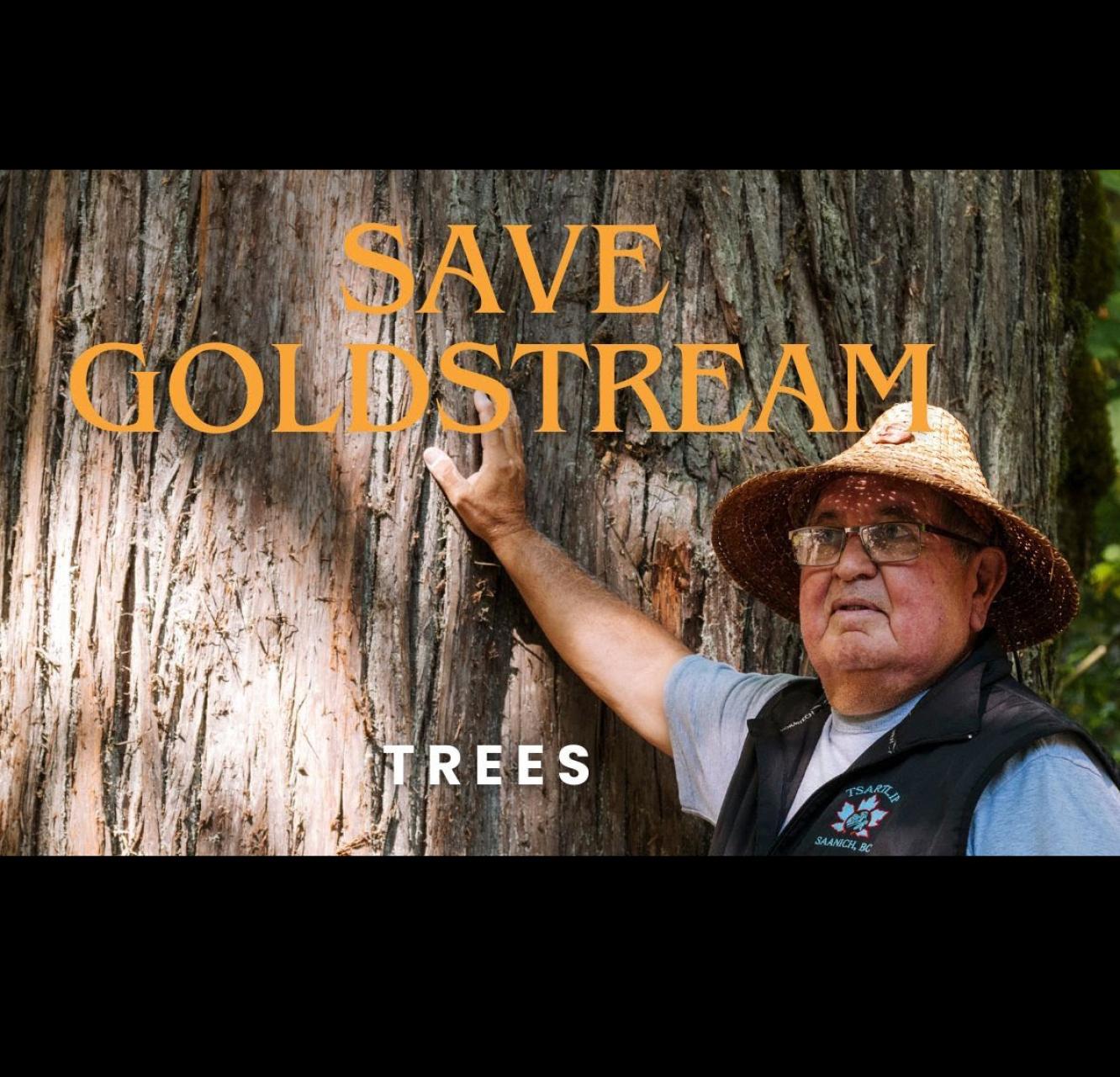 "Save Goldstream" Elder Carl Olsen standing next to a tree so big it looks like a wall