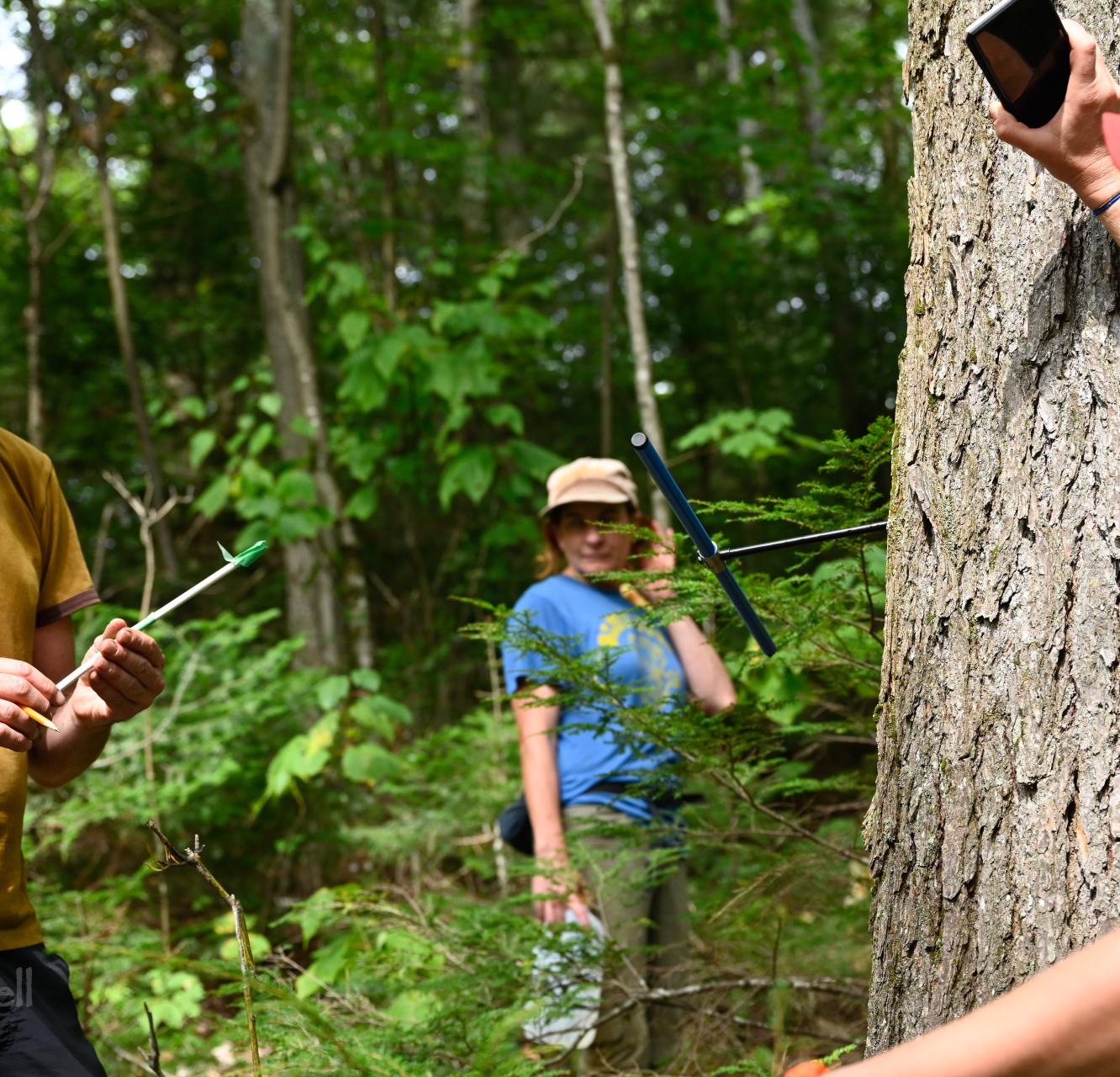 Researchers in Algonquin forest measuring old-growth trees.
