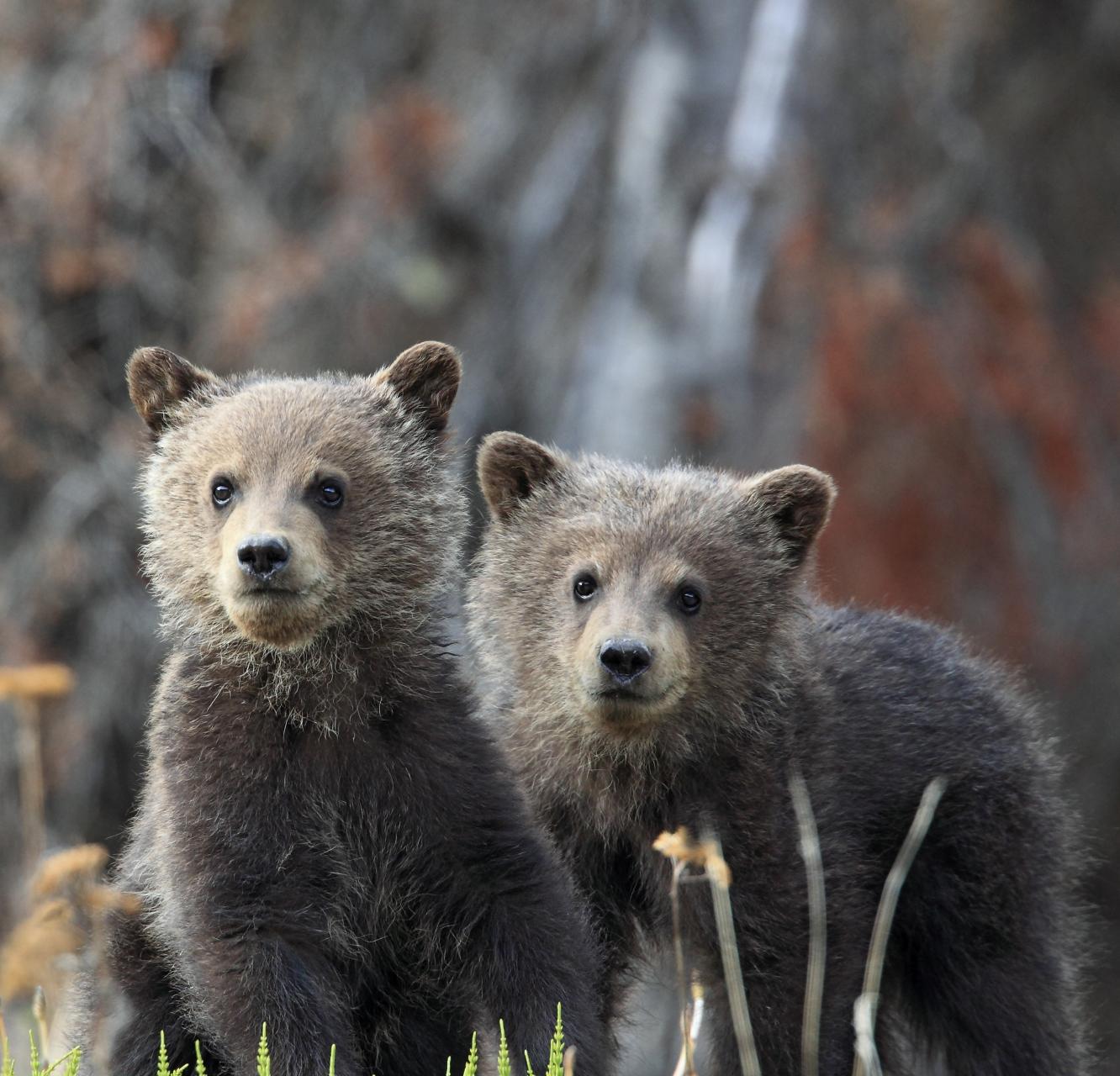 Two adorable grizzly bear cubs stand in bright green grass