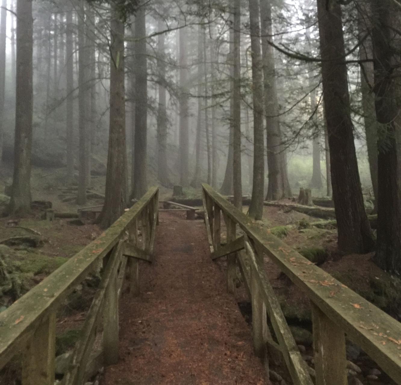 An earthen path leads from a well worn bridge in a misty, peaceful forest.