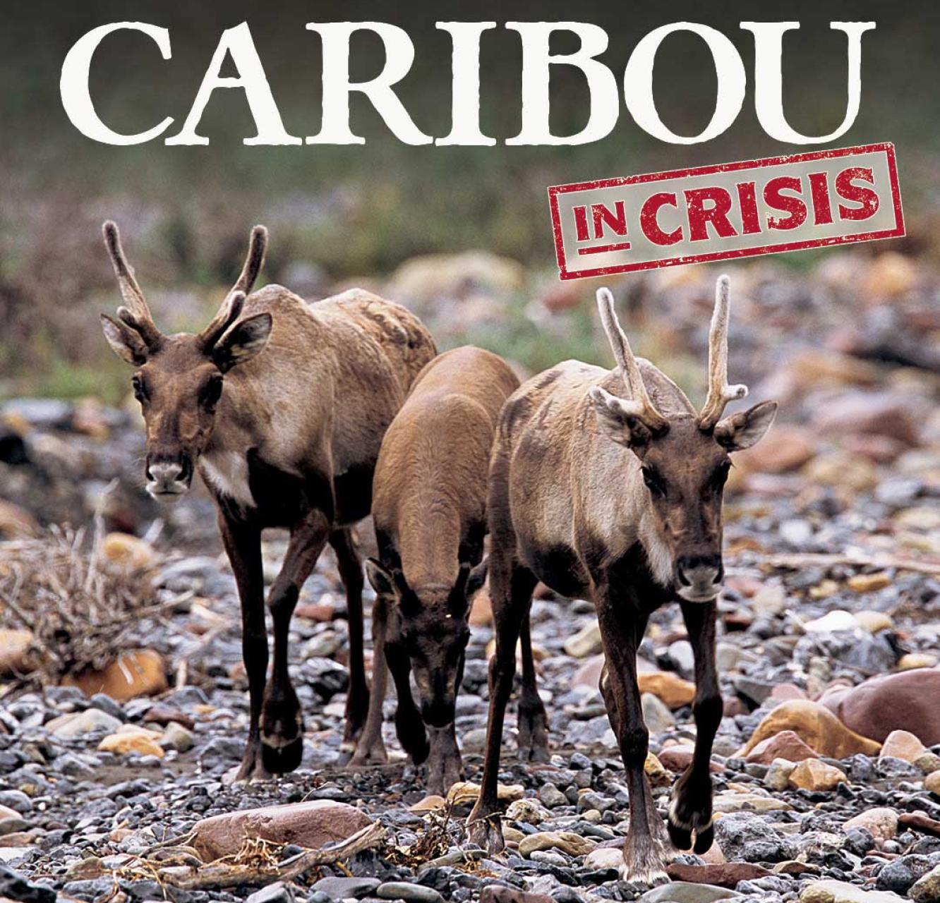Three woodland caribou standing in frame looking towards the camera