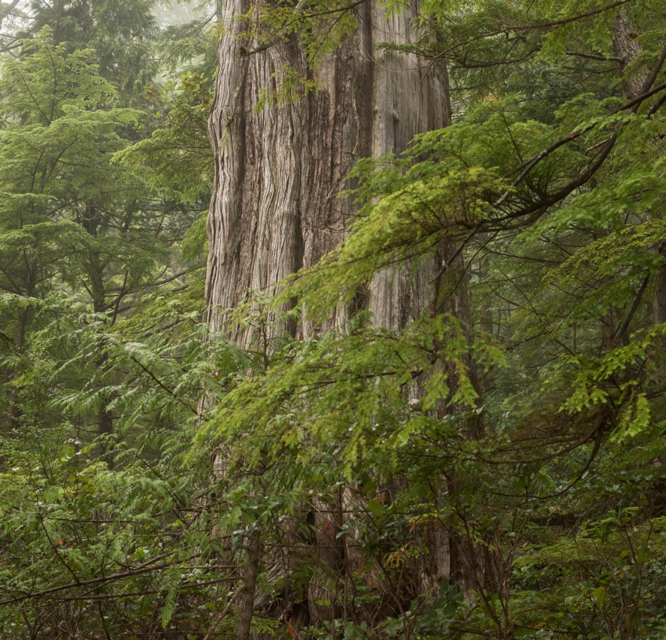 An old-growth tree standing in a forest on Nootka Island.