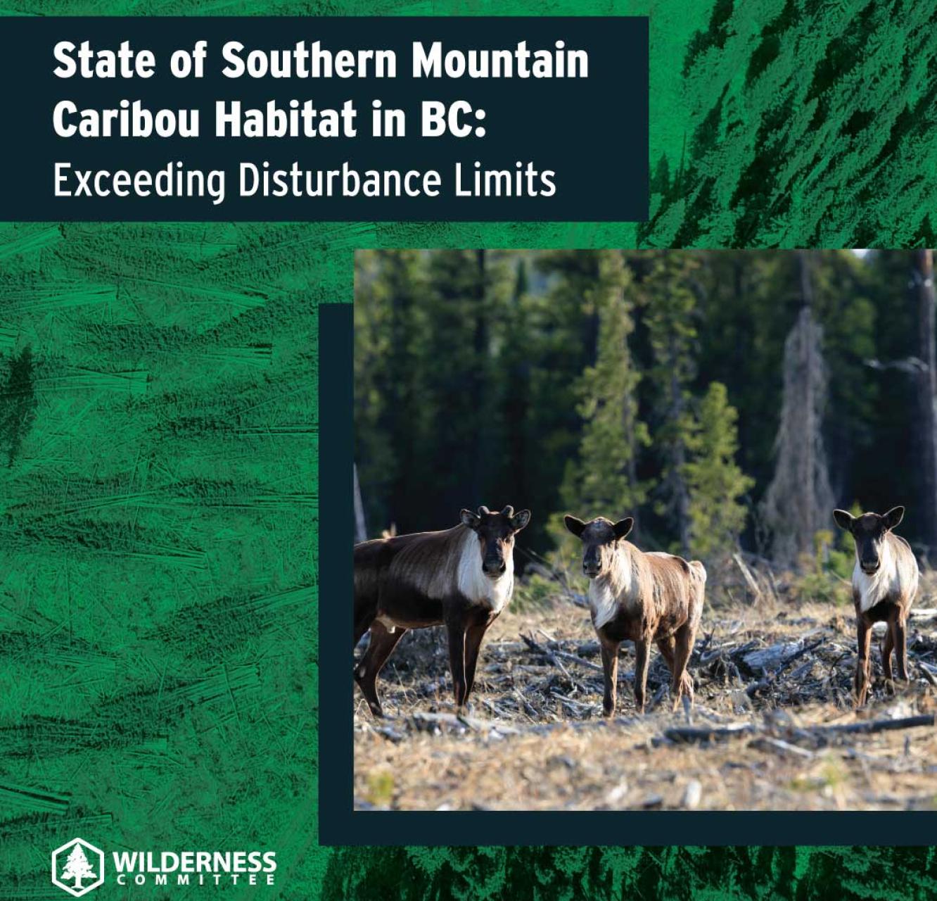 "State of southern mountain caribou habitat in BC: exceeding disturbance limits" over a photo of three caribou in logged forest