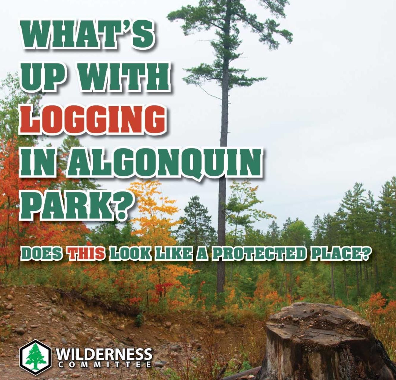 Photo of cut down tree in the foreground with standing trees in the background of Algonquin Provincial Park