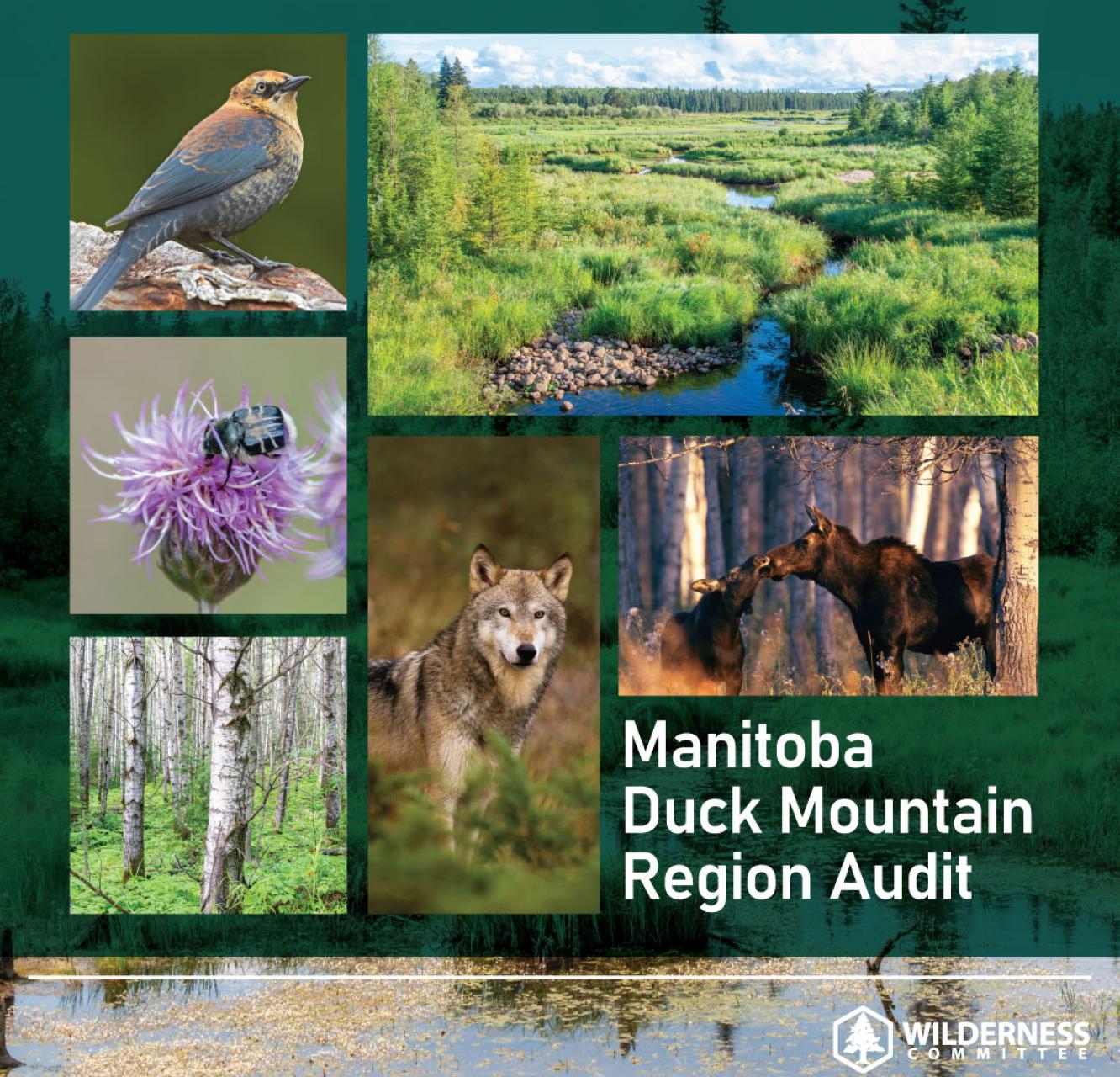 A photo collage of the Duck Mountain region showing photos of the nature and wildlife like eastern wolves, moose, and rusty-blackbirds. in the area