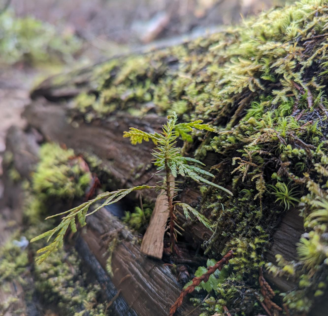 A close view of soft green mosses on fallen tree in a misty forest.