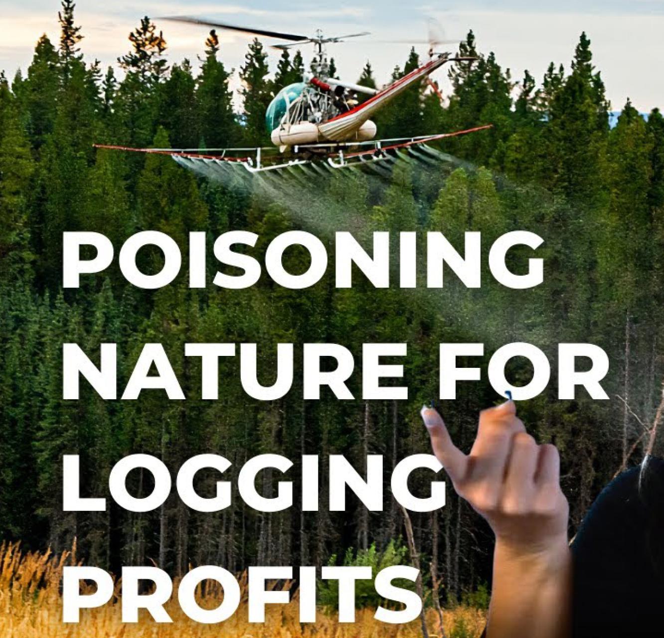 A Helicopter spays liquid onto a forest from the air