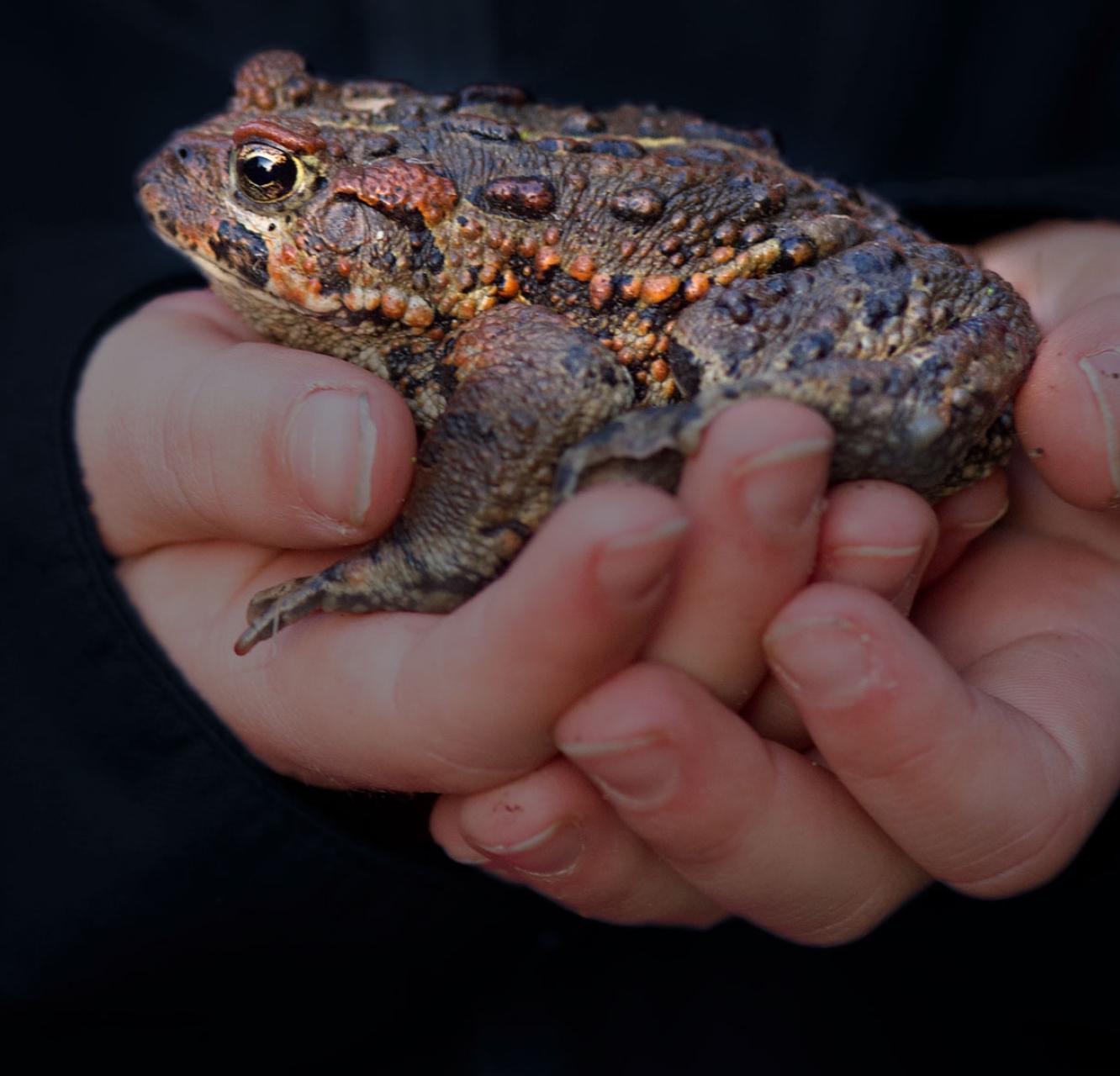 Child's hands holding a juvenile western toad