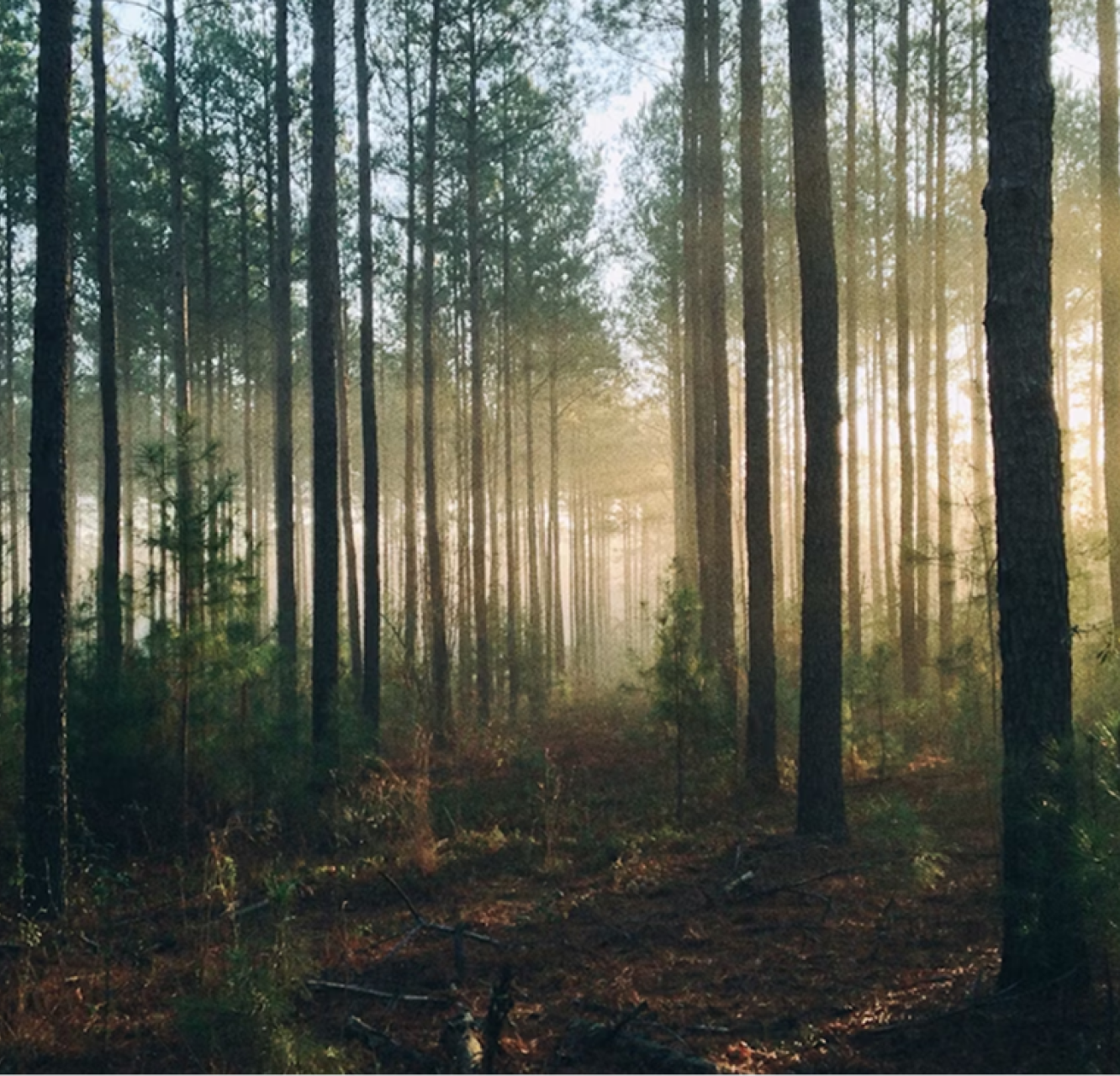 403 image - empty second growth forrest