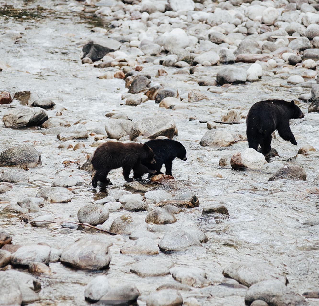 Two black bear cubs following their mother in a rocky stream