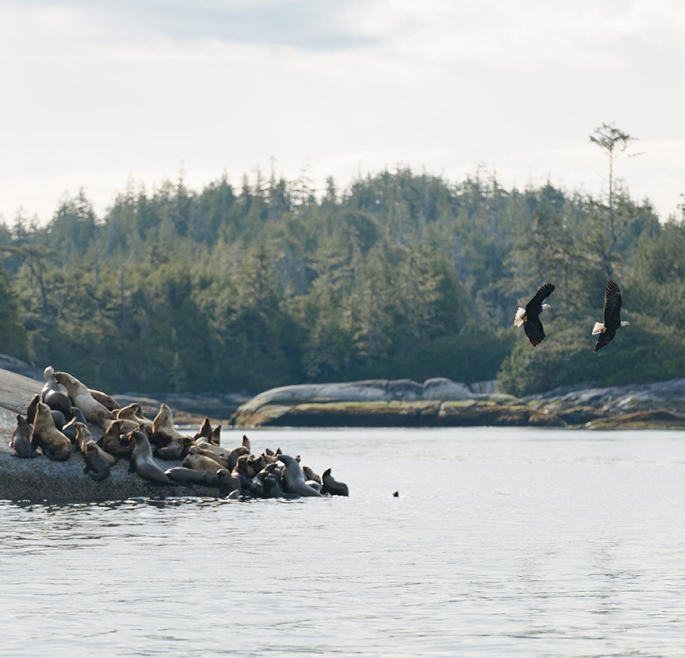 Two bald eagles flying just above water on the left with a group of seals lying on rock to the right.