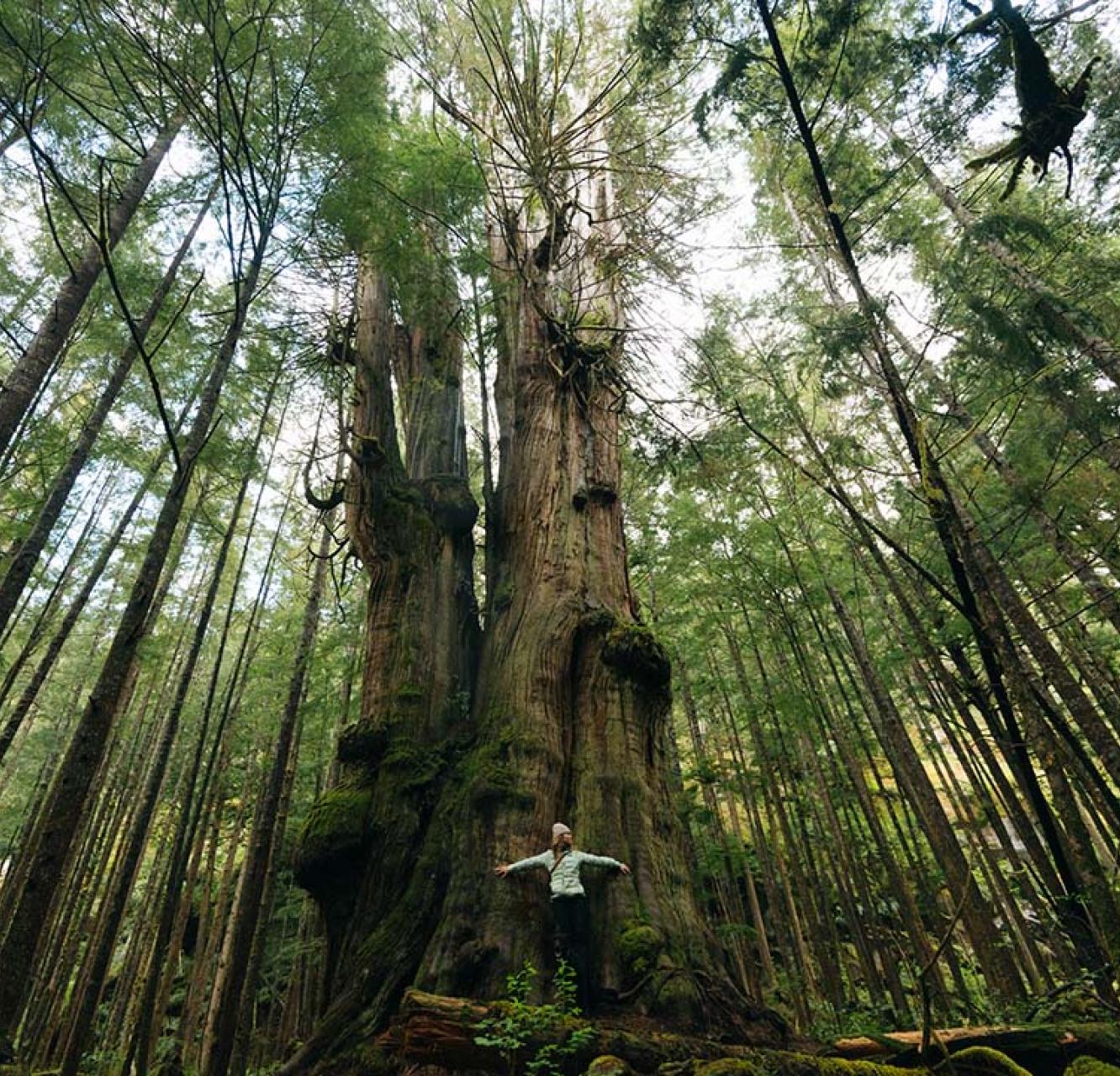 A person in a light green coat standing at the foot of a large old growth tree in a forest.
