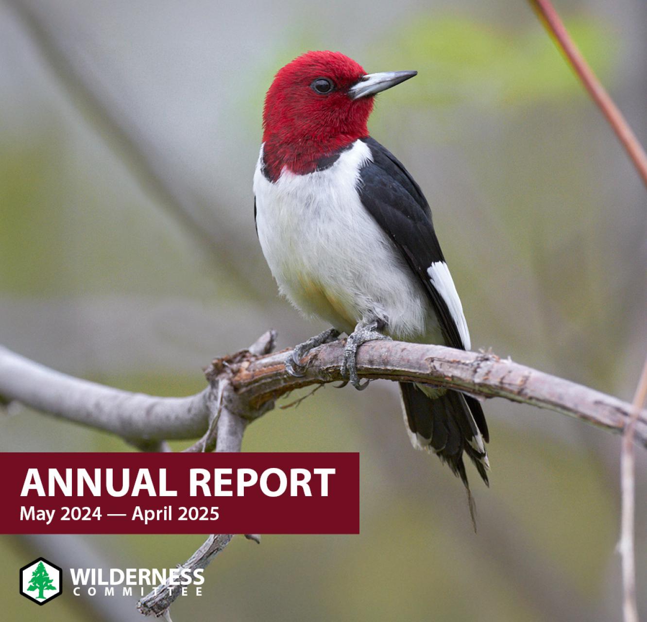 "Annual Report" for 2024 to 2025 with a Red-headed woodpecker on the cover