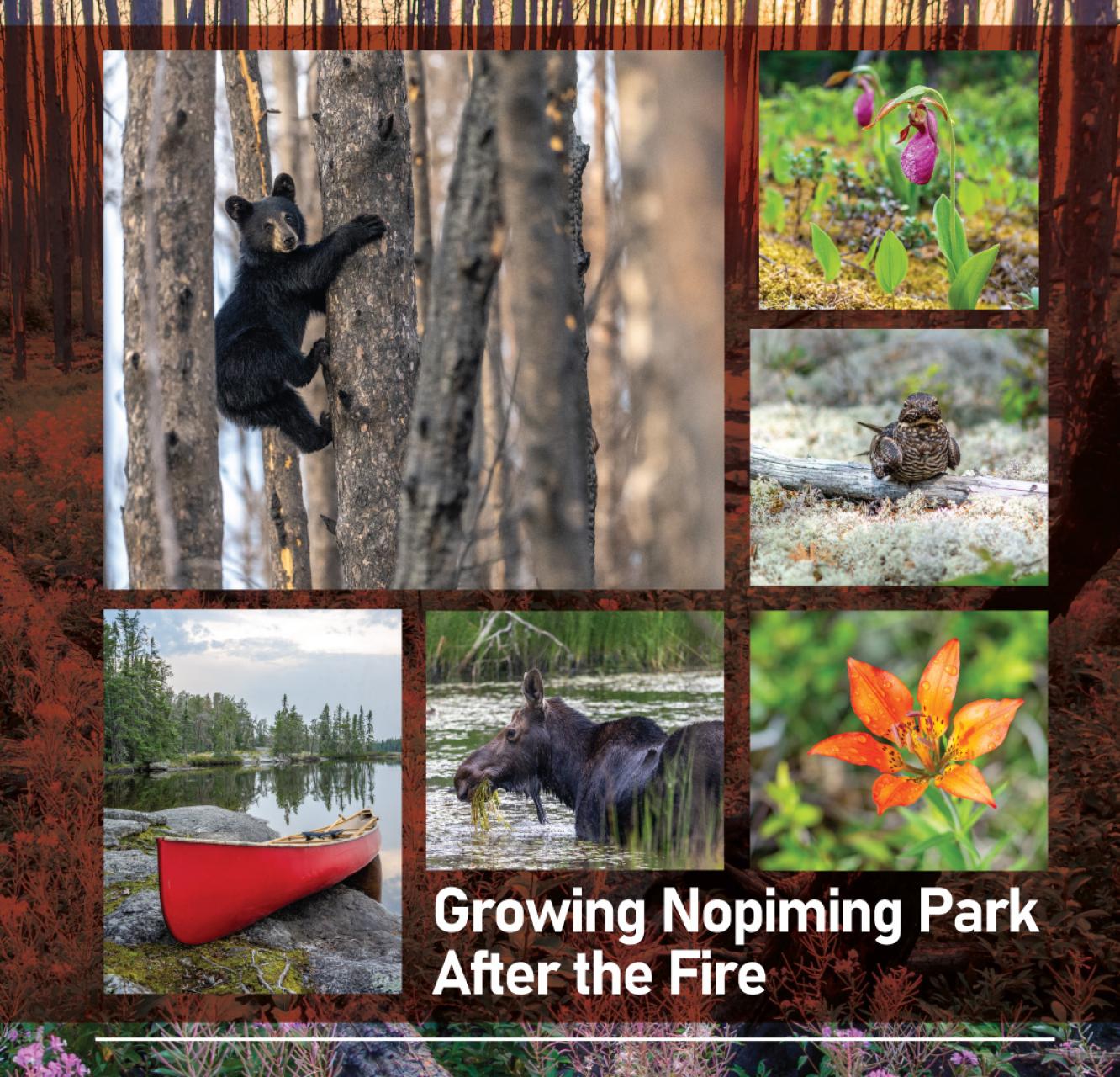 "Growing Nopiming Park after the Fire" a photograph of a forest of burnt-black trunks against the sunset.