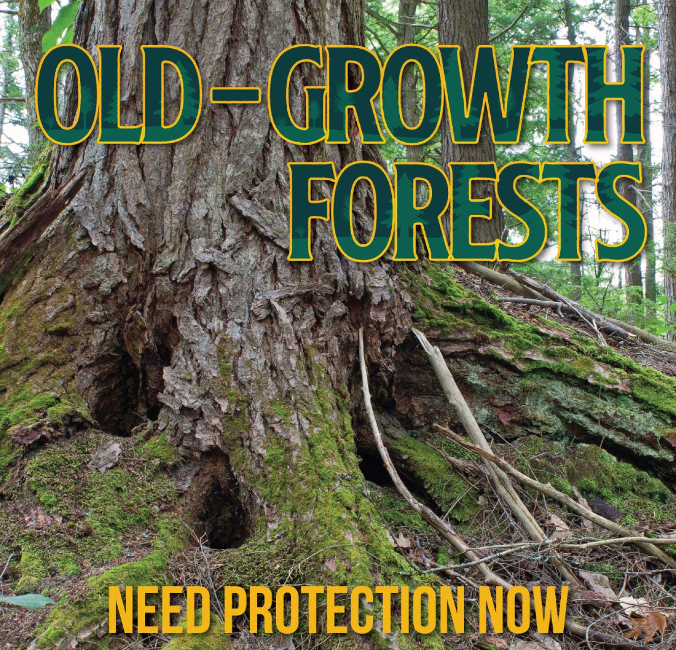 Catchacoma old-growth forest with the title of the publication "Old-Growth Forests Need Protection Now" laid out over top of the photo. End of description.