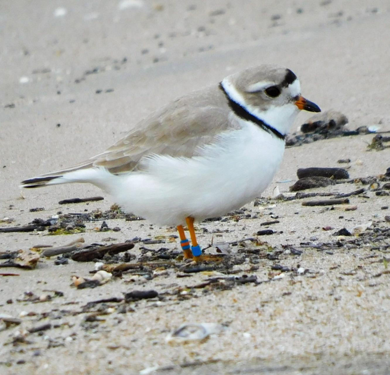 A piping plover hanging out at the beach. End of image description. 