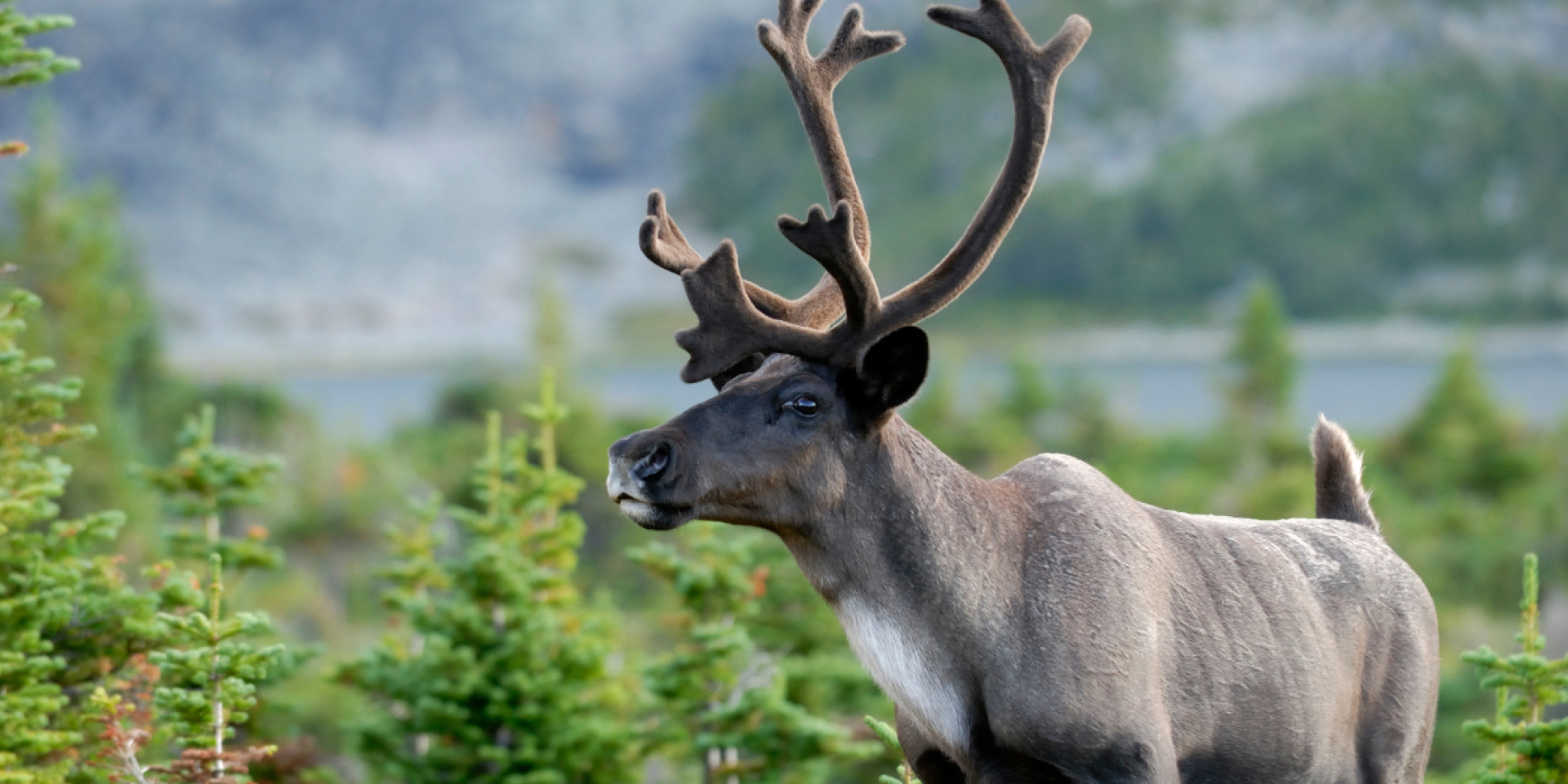 A southern mountain woodland caribou walking in alpine tundra, Jasper National Park, Alberta, Canada.