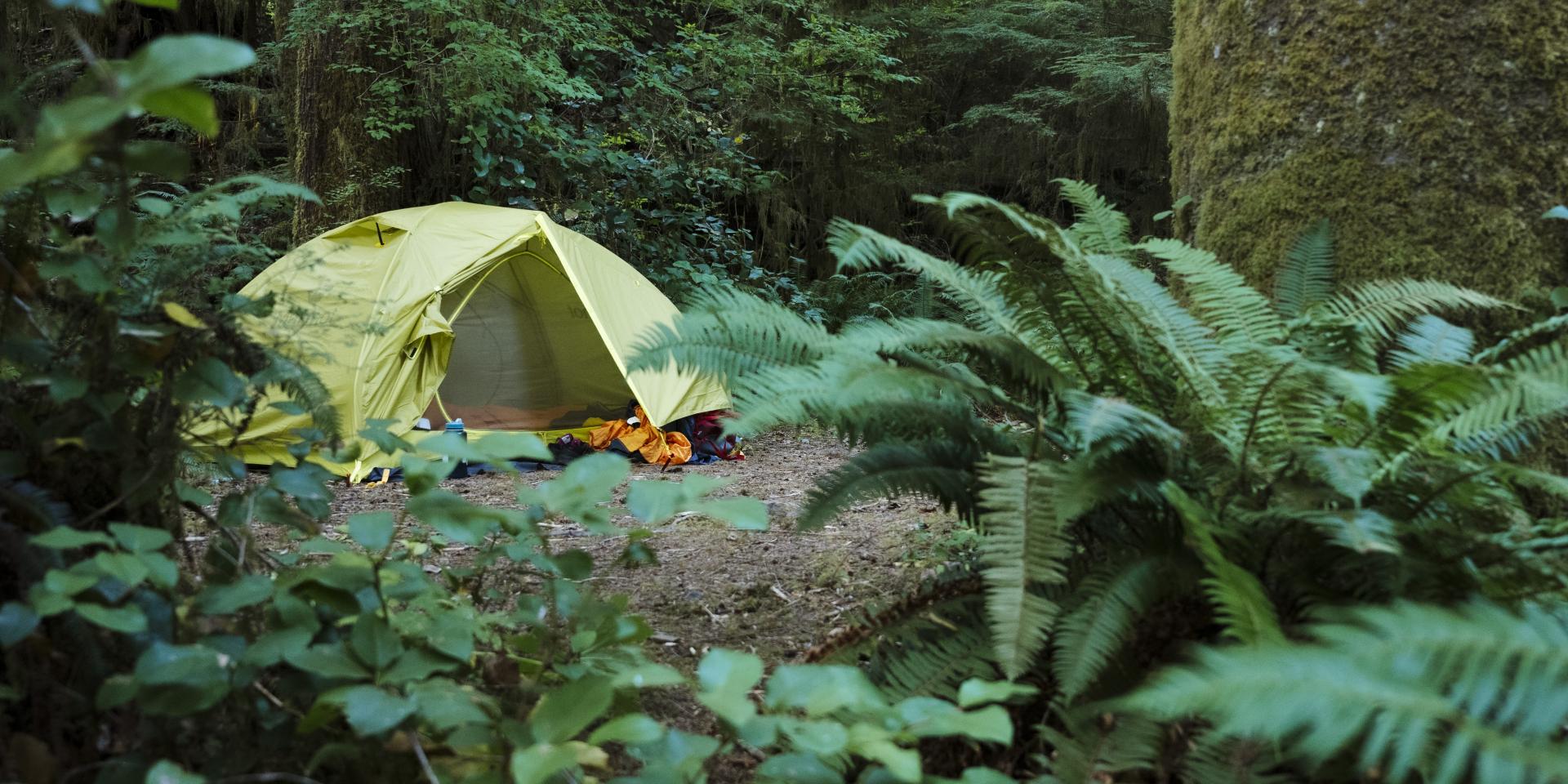 Tent in Walbran Valley old-growth forest.