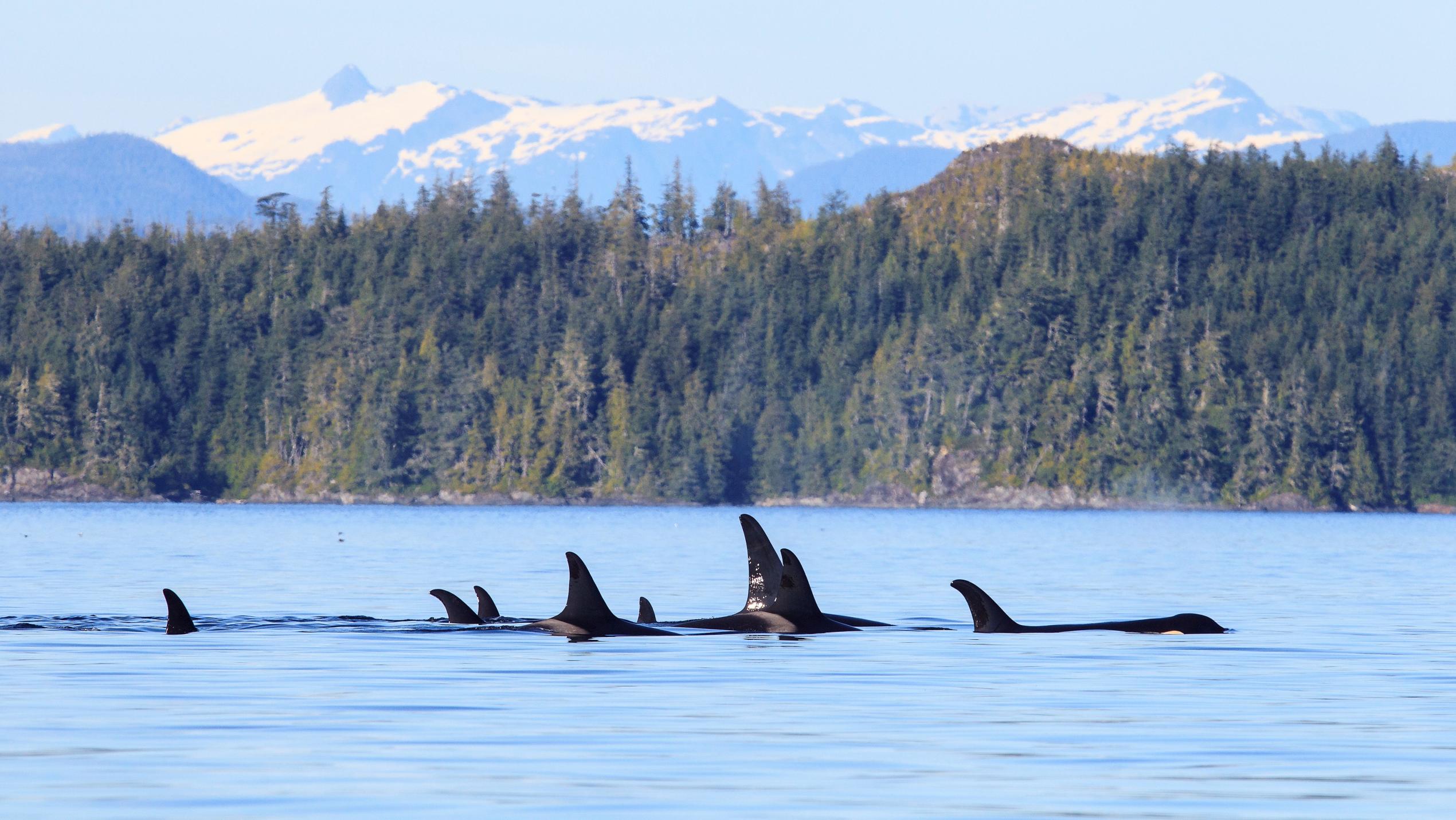 orcas in bc