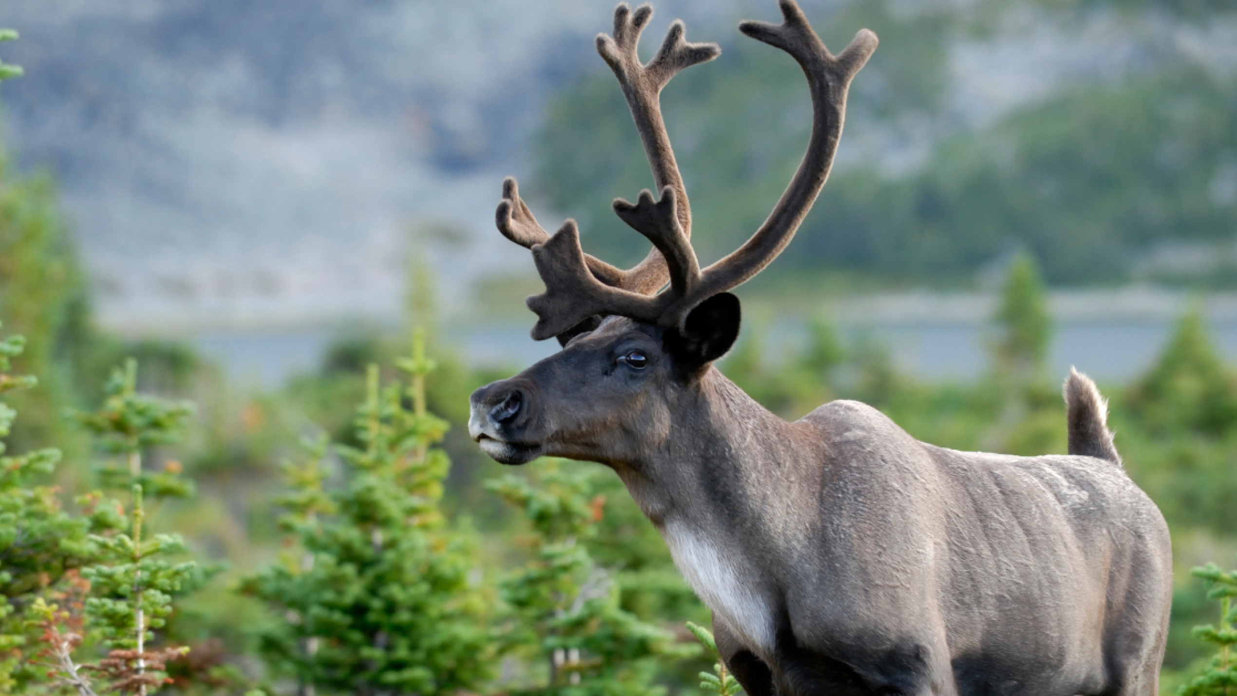 A southern mountain woodland caribou walking in alpine tundra, Jasper National Park, Alberta, Canada.