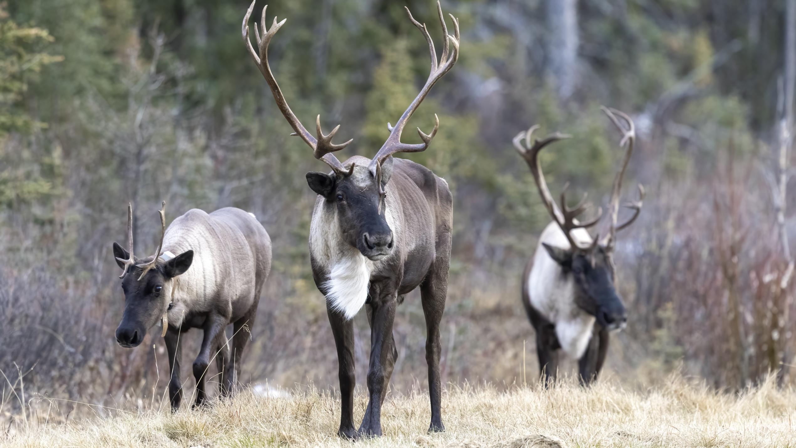 Three southern mountain caribou stand in a field