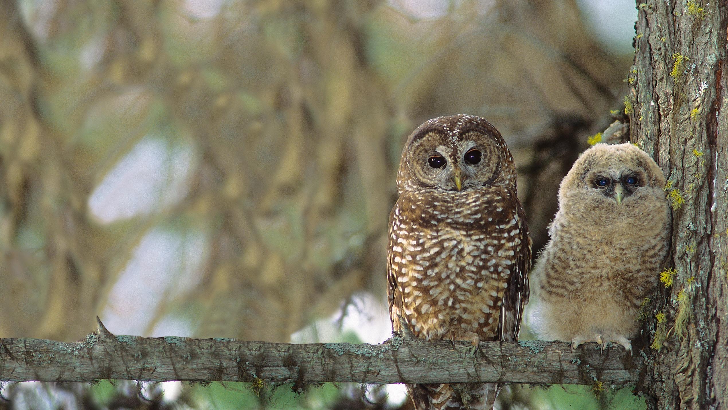 Two spotted owls perched on tree branch.
