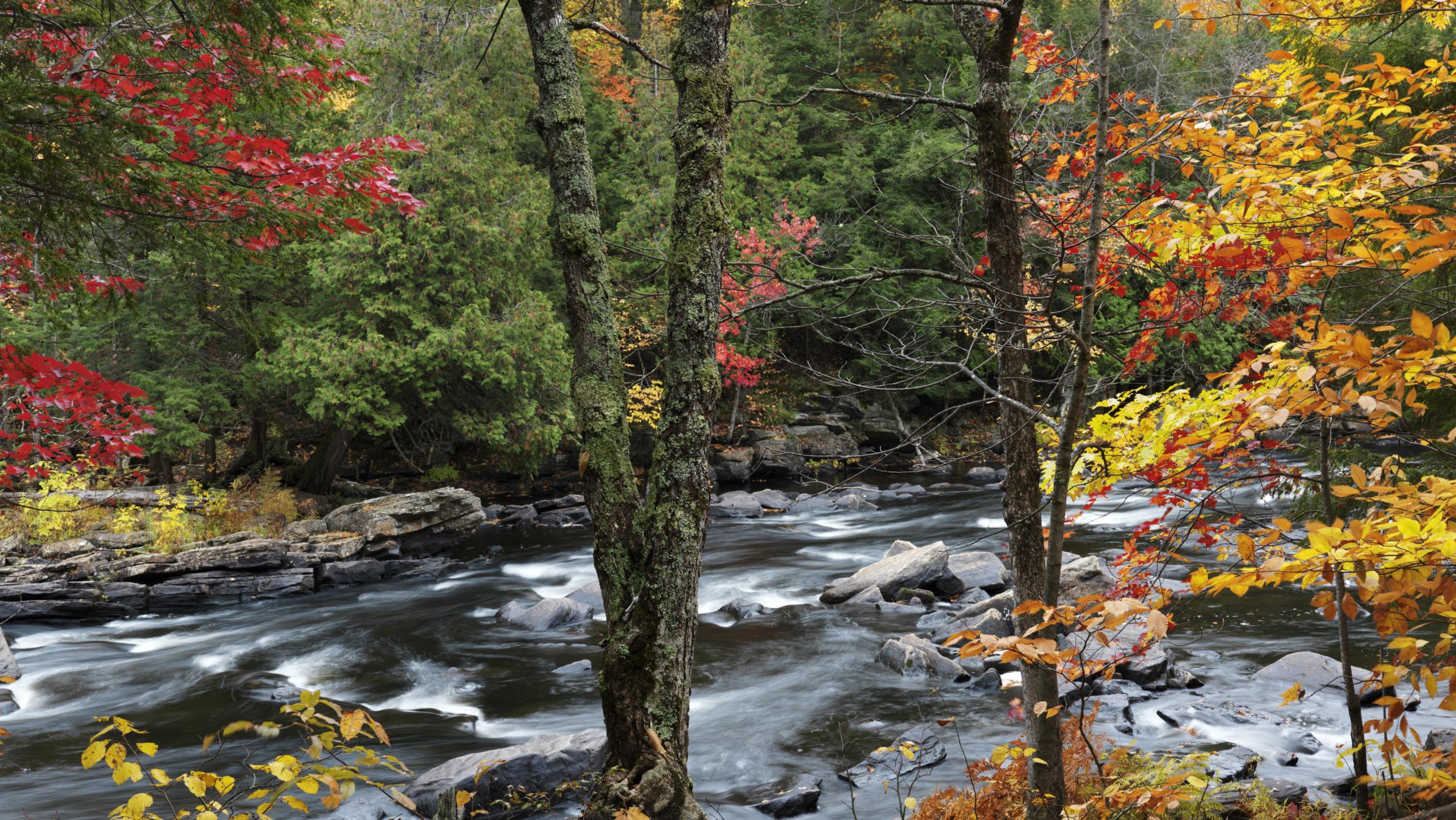 Tall, knotted and moss-covered trees crowd the shore of a river. The leaves are vibrantly colored yellow and red for the fall.