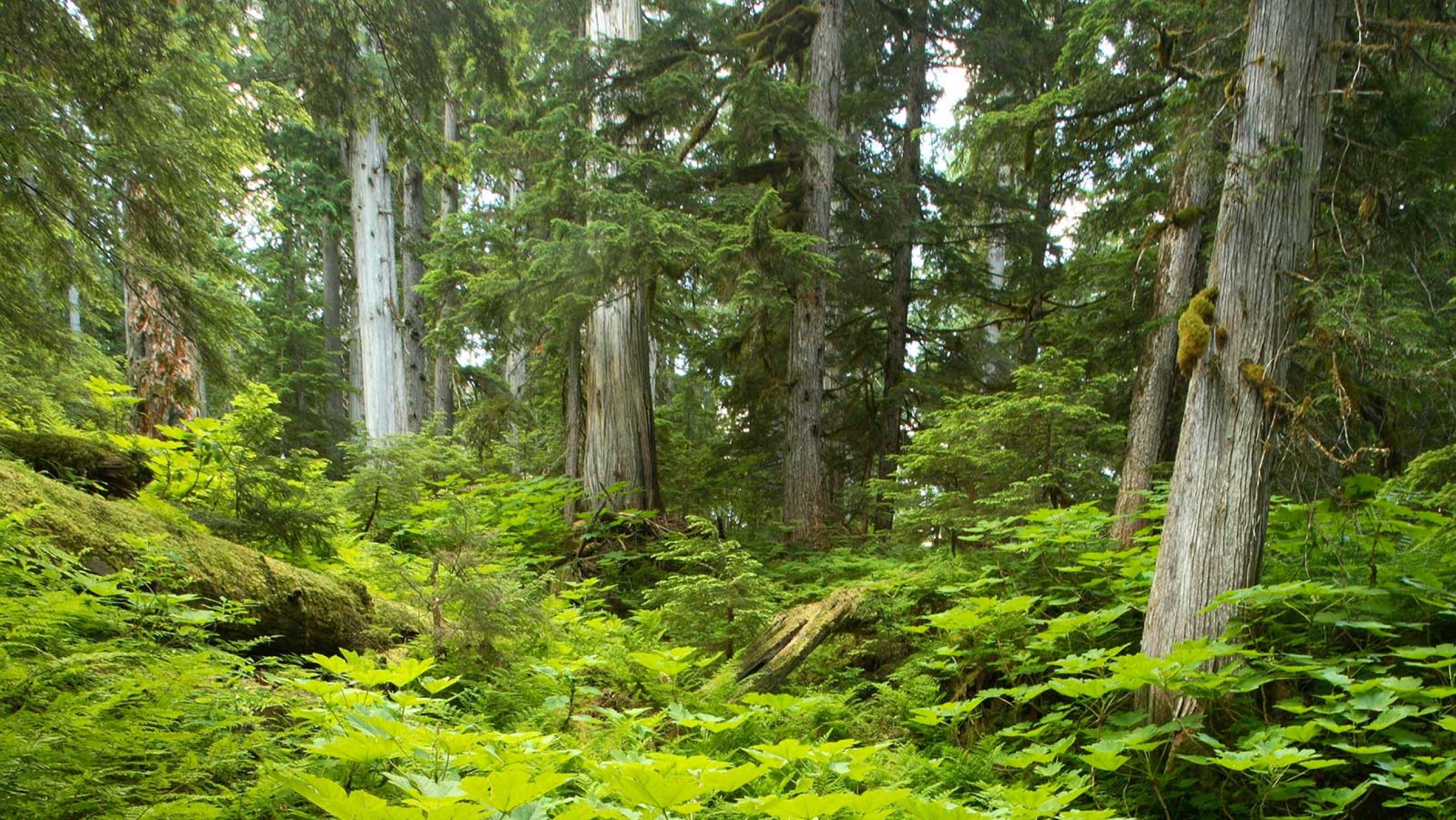 A photo of a lush forest in Incomappleux Valley, B.C.