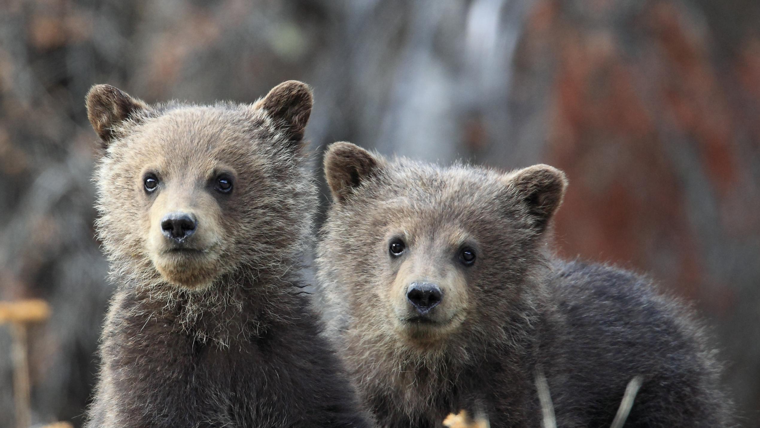Two adorable grizzly bear cubs stand in bright green grass