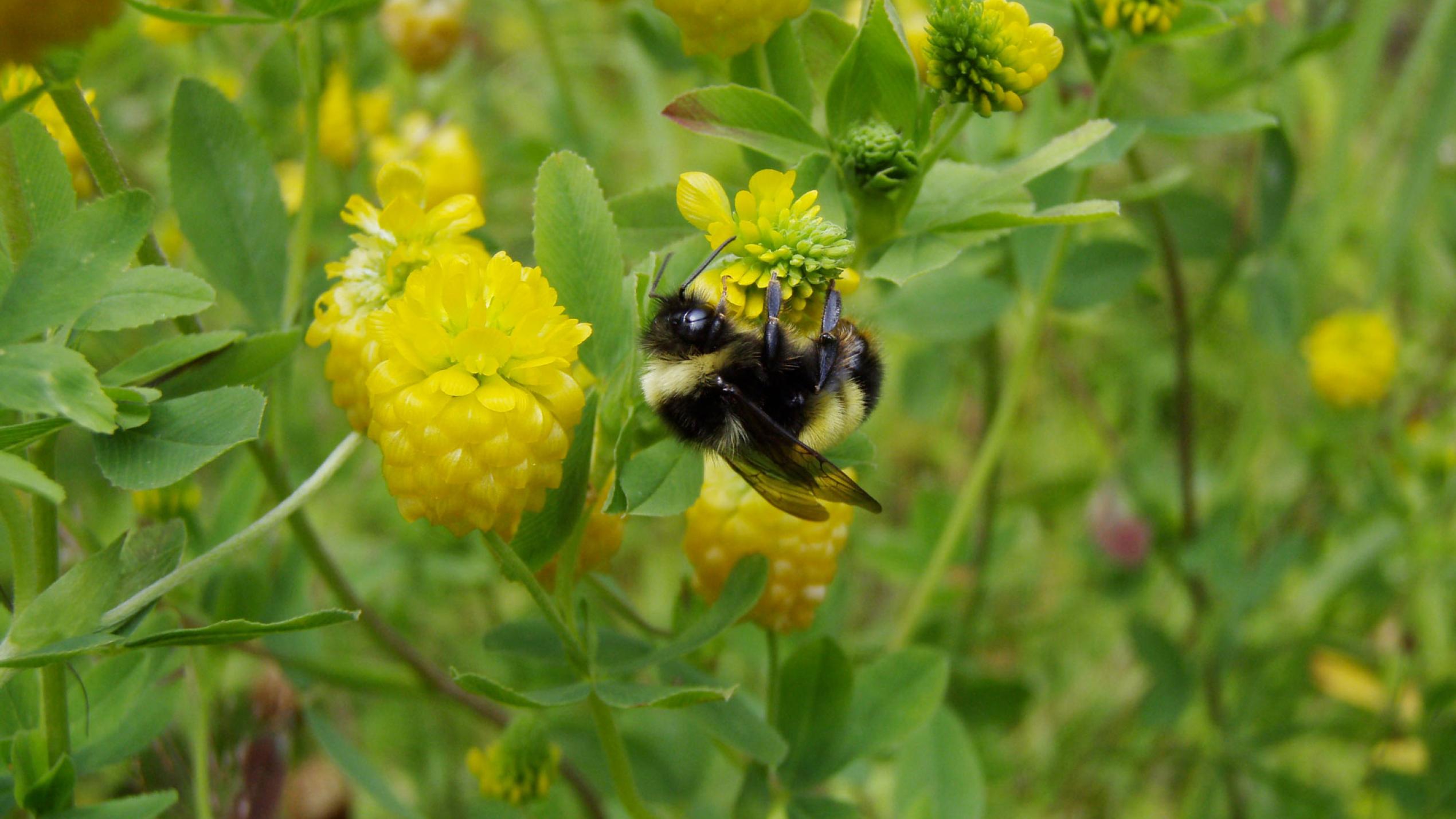 A yellow banded bumblee bee pollinating flowers.