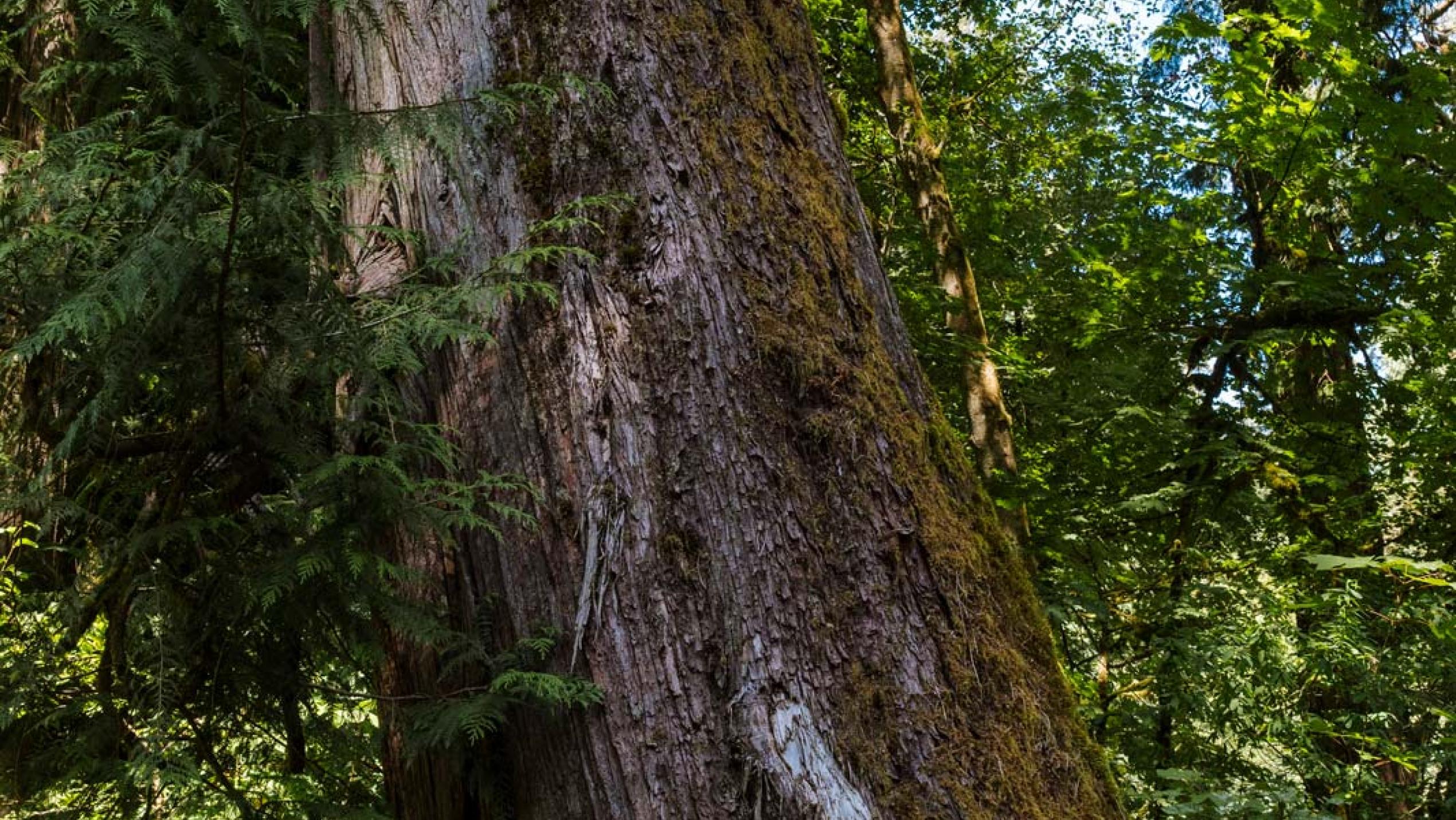 A massive tree trunk covered in gold-colored moss. Despite it's size it stands at an angle.