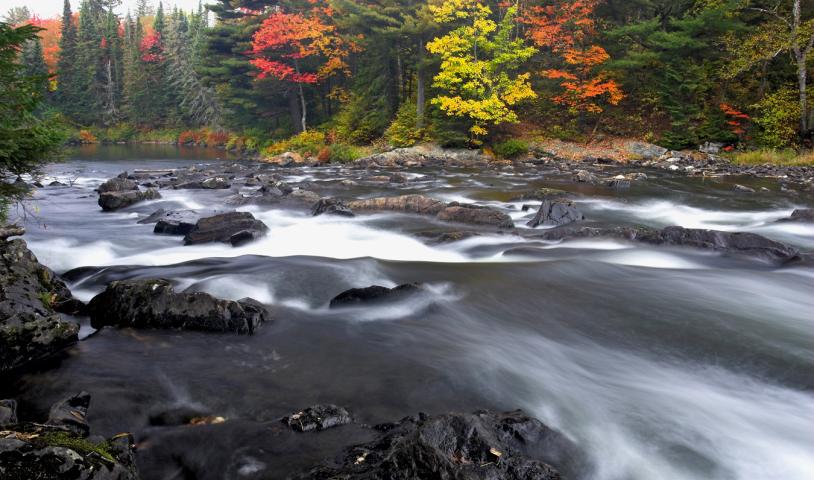 It’s time to end logging in Algonquin Park