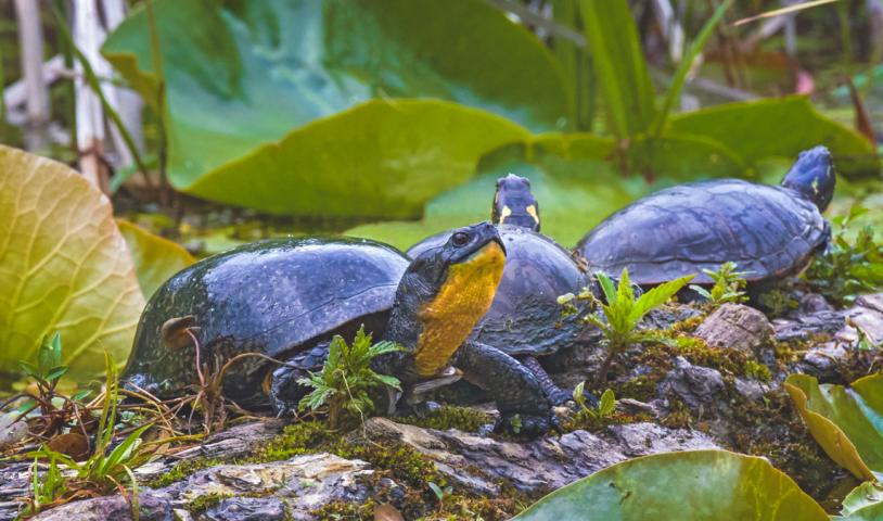 Quarries and species at risk don’t mix