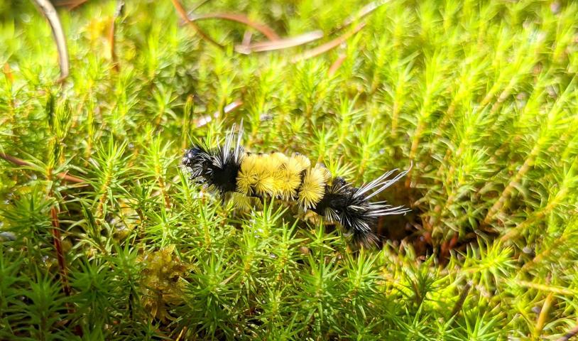 Protect Manitoba Peatlands