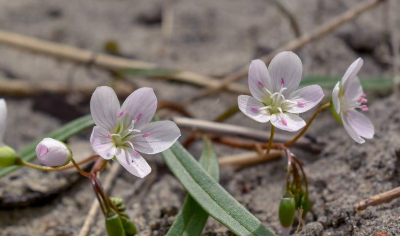 Ontario needs to grow protected places
