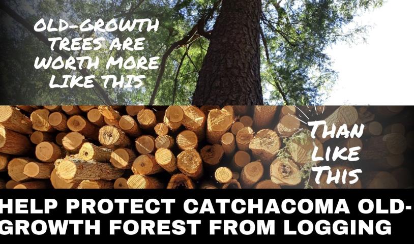 Support protection for Catchacoma old-growth forest