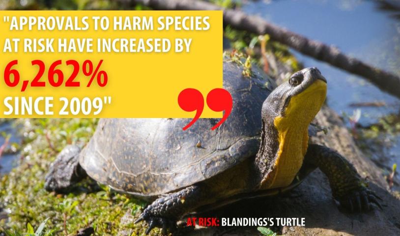 The grades are in: Ontario’s species at risk protections need a major overhaul