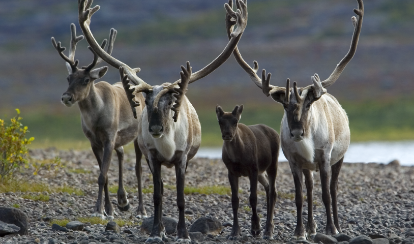 Put biodiversity on the agenda with your MLA