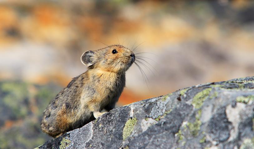 Get the biodiversity crisis on your MLA’s radar