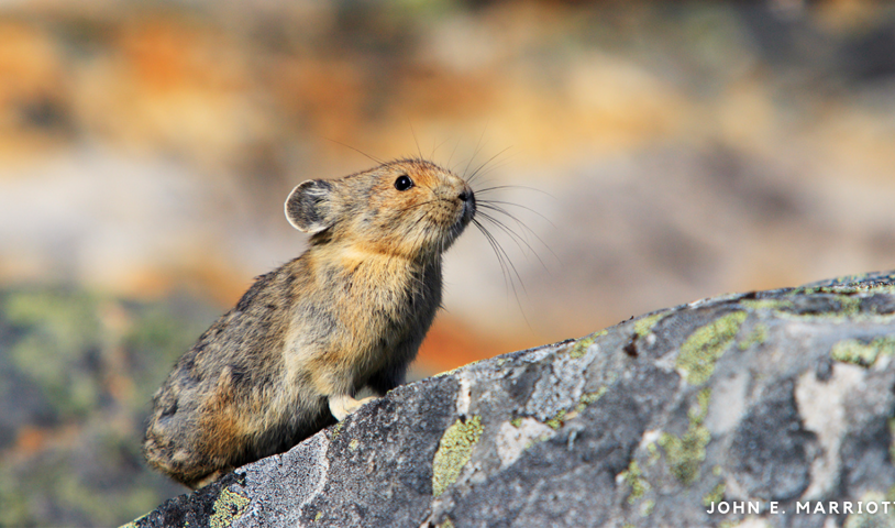 The movement to protect species at risk in B.C.